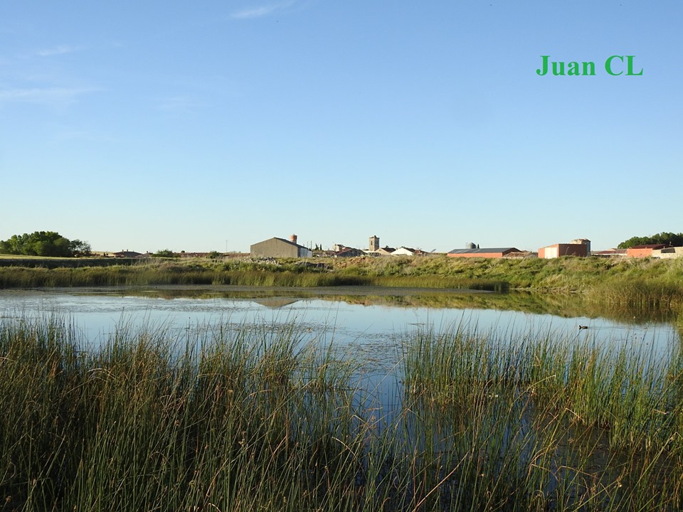 SALUDO FUENTEPIÑELANO 1937