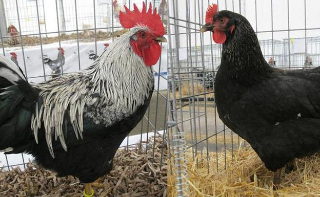 ARROZ CON PITU RONCU