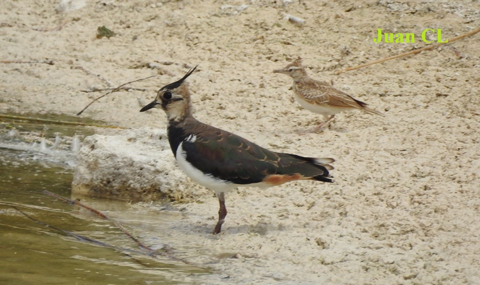 SALUDO FUENTEPIÑELANO 1995