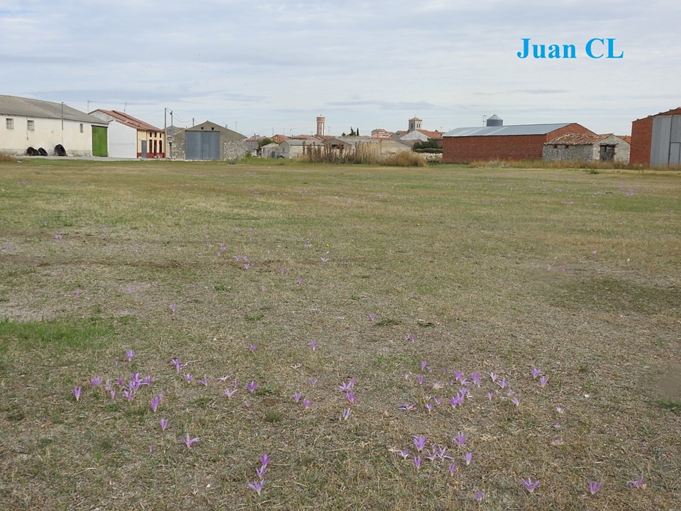 SALUDO FUENTEPIÑELANO 2071