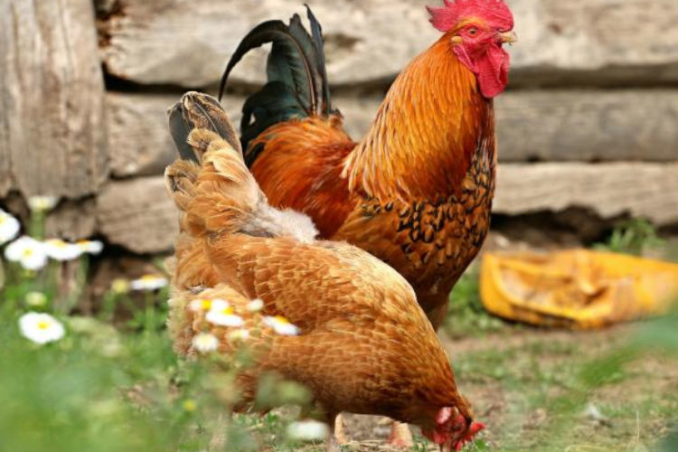 GALLOS VIOLADORES