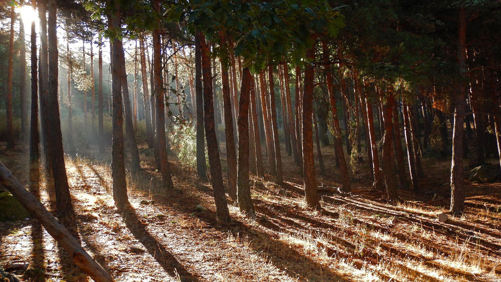 LAS GAFAS DE SOL DE EVELIO ESPAÑA