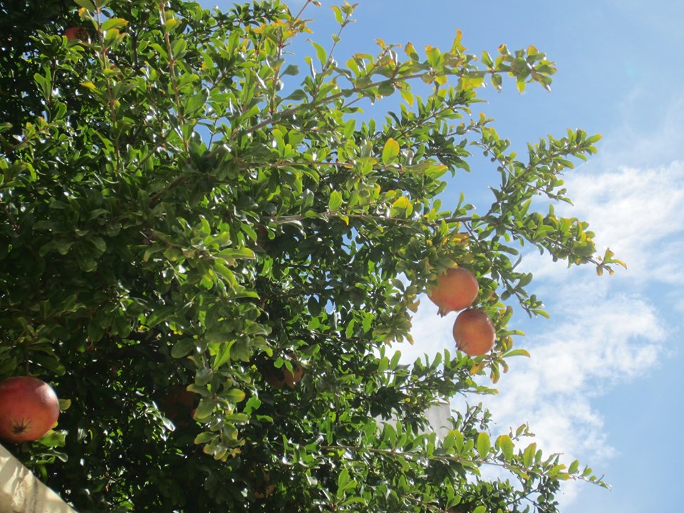 LA GRANADA NOS SALUDA RUBORIZADA