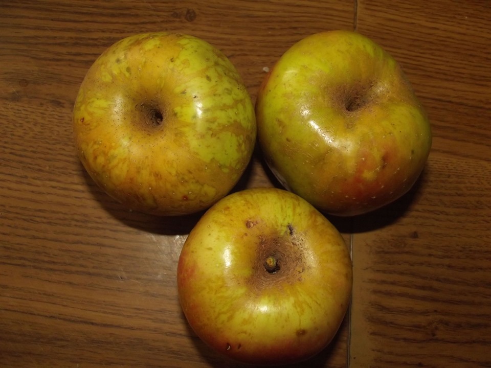 «LES MANZANES DE MELAPIO»