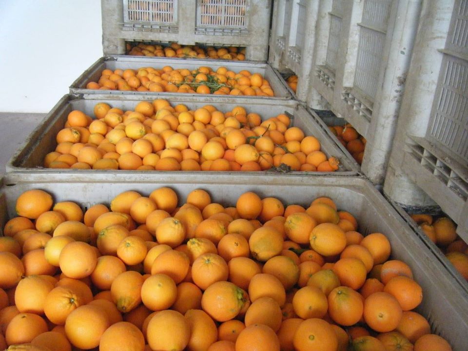 SE VENDEN NARANJAS
