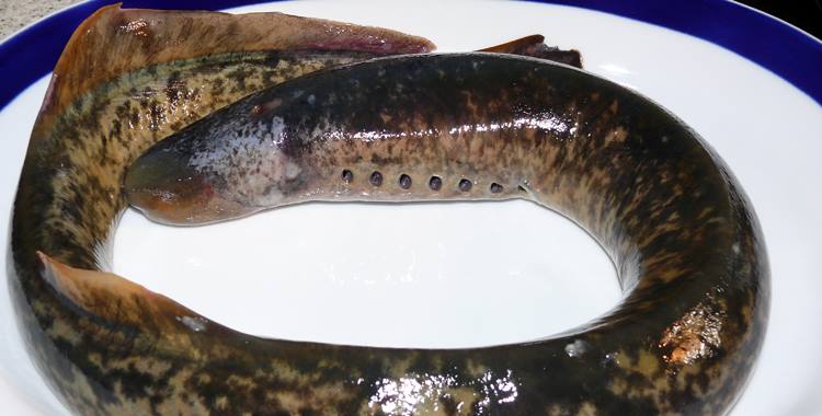 COME LAMPREIA, INDA QUE TEÑA A BOCA FEIA