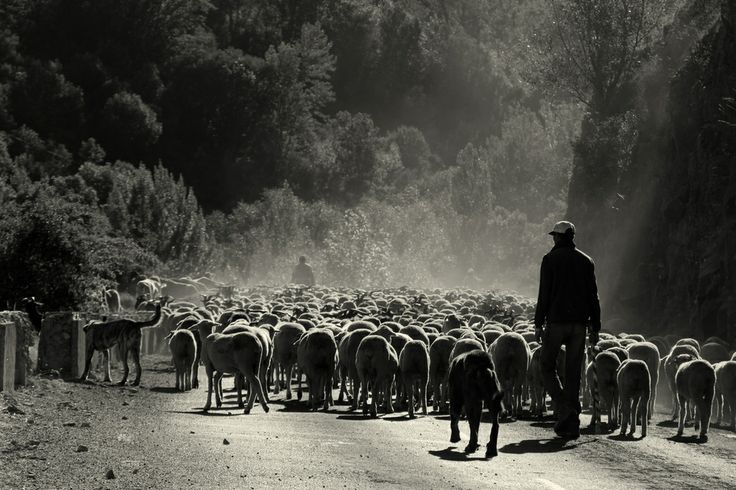 El ARRENDAMIENTO DE LAS HIERBAS DEL CUARTO DEL CHARCO PRISCO DE FORTUNA