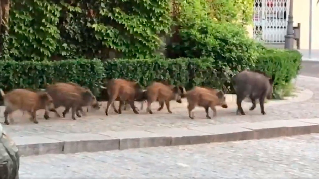 ¿A QUE VIENEN LOS JABALÍES?