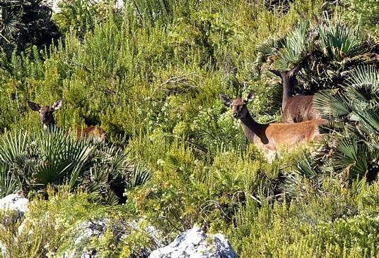 LA CASELLA SE QUEDARÁ MEDIO SIGLO DESPUÉS SIN CIERVOS • UNA DONACIÓN AL AYUNTAMIENTO PROPICIÓ QUE SE ESTABLECIERA HACIA EL AÑO 1970 UN PEQUEÑO REBAÑO COMO ATRACTIVO EN EL CERCADO DEL PARAJE