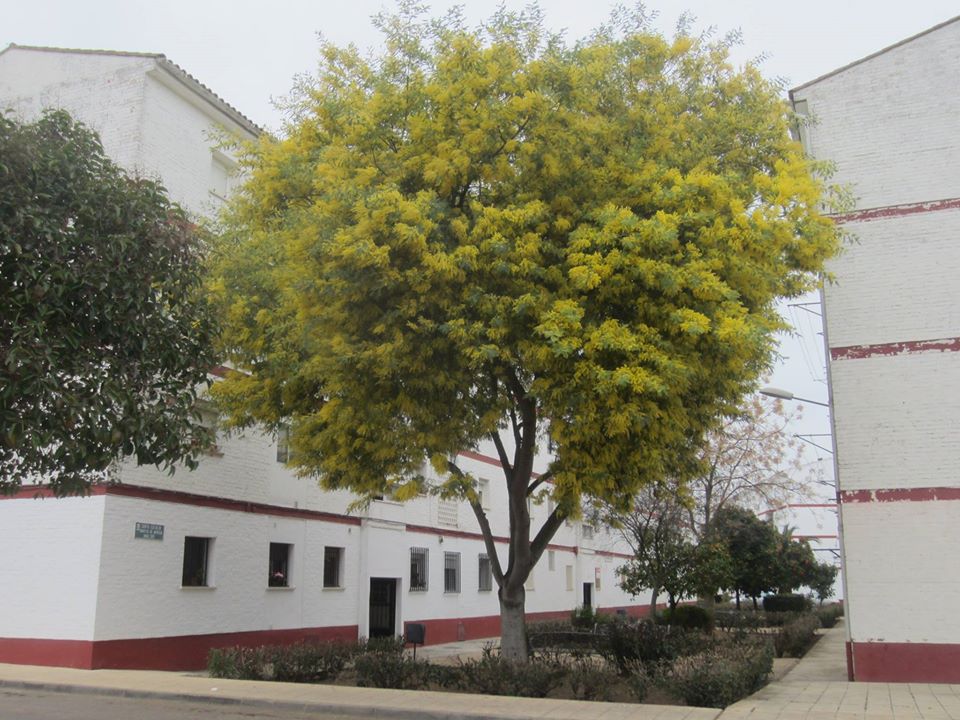 LAS MIMOSAS DAN UN TOQUE AMARILLO AL PAISAJE