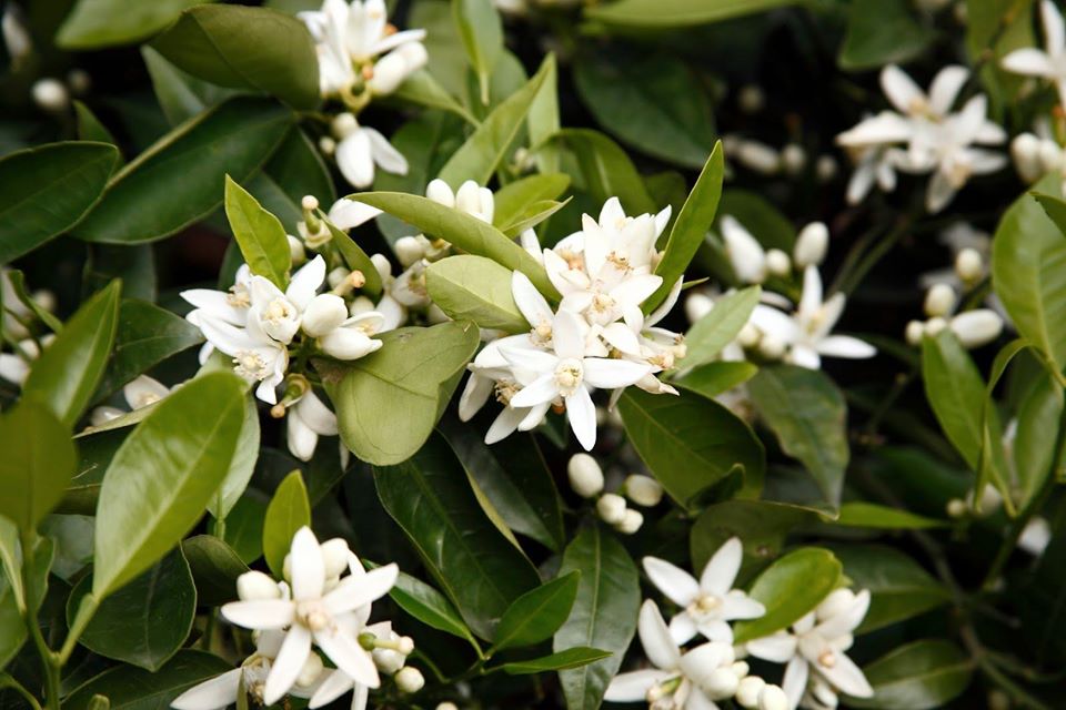 MARZO. ALACENA DE LAS MONJAS (PRÓXIMO ARTÍCULO EN CRÓNICAS DE UN PUEBLO)