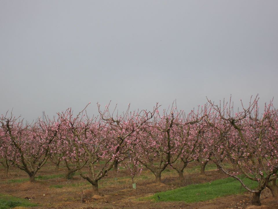NEVADA FLORAL