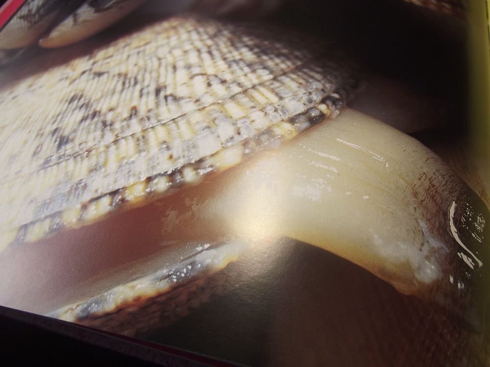 SAN VALENTÍN Y EL AMOR CON MARISCO