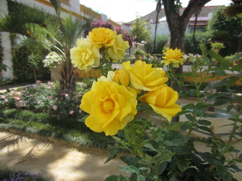 RECUERDOS EN TIEMPOS DE CORONAVIRUS (1). NO LE TOQUES YA MÁS QUE ASÍ ES LA ROSA