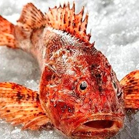 HOY HABLAMOS DE TIÑA, TIÑOSOS Y UN SALPICÓN