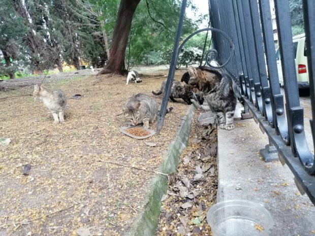 EL RETIRO, IMPERIO DE LOS GATOS