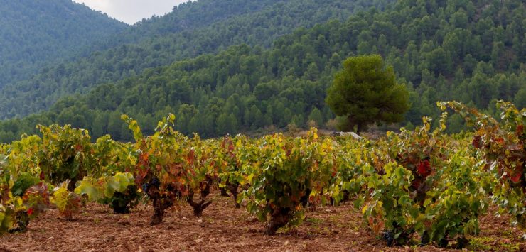 ‘EL VINO Y EL NOROESTE’