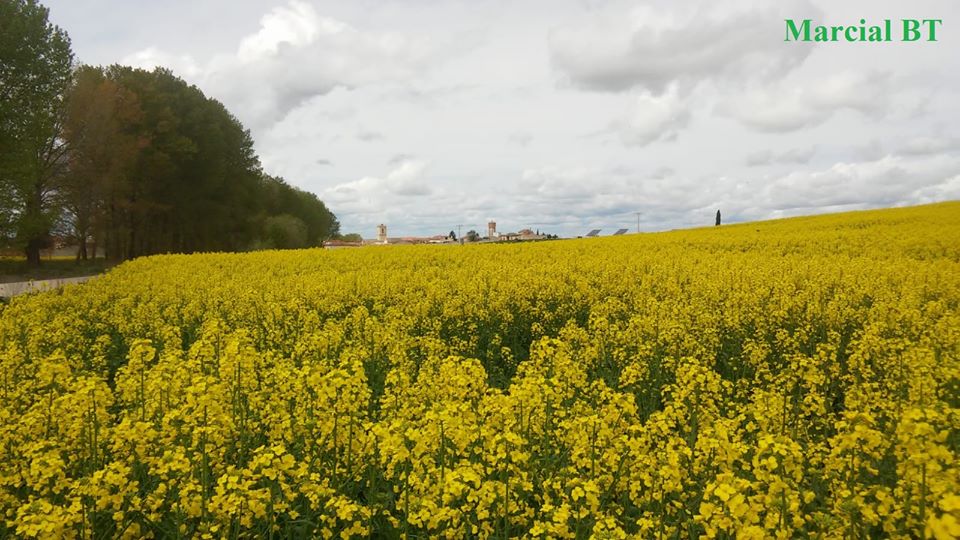 SALUDO FUENTEPIÑELANO 2307. DÍA 55 DEL ESTADO DE ALARMA