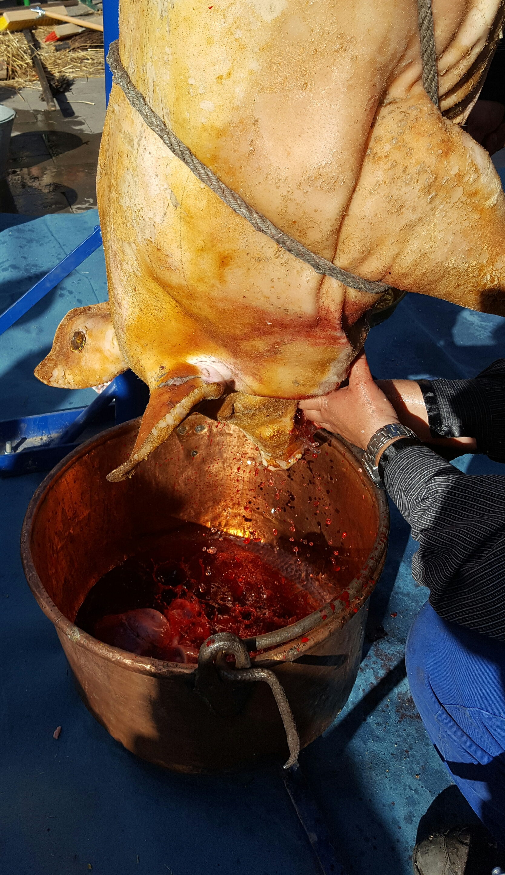 EL ALMA DEL CERDO