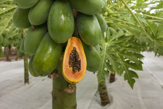 LA PAPAYA, FRUTO TROPICAL, ACLIMATADO EN ULEA