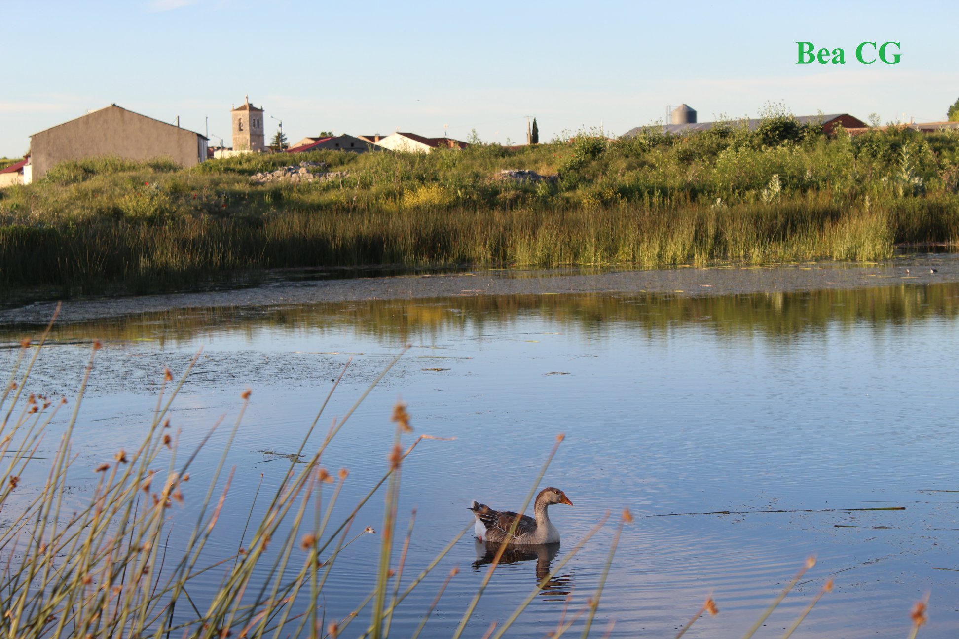 SALUDO FUENTEPIÑELANO 2340. DÍA 83 DEL ESTADO DE ALARMA