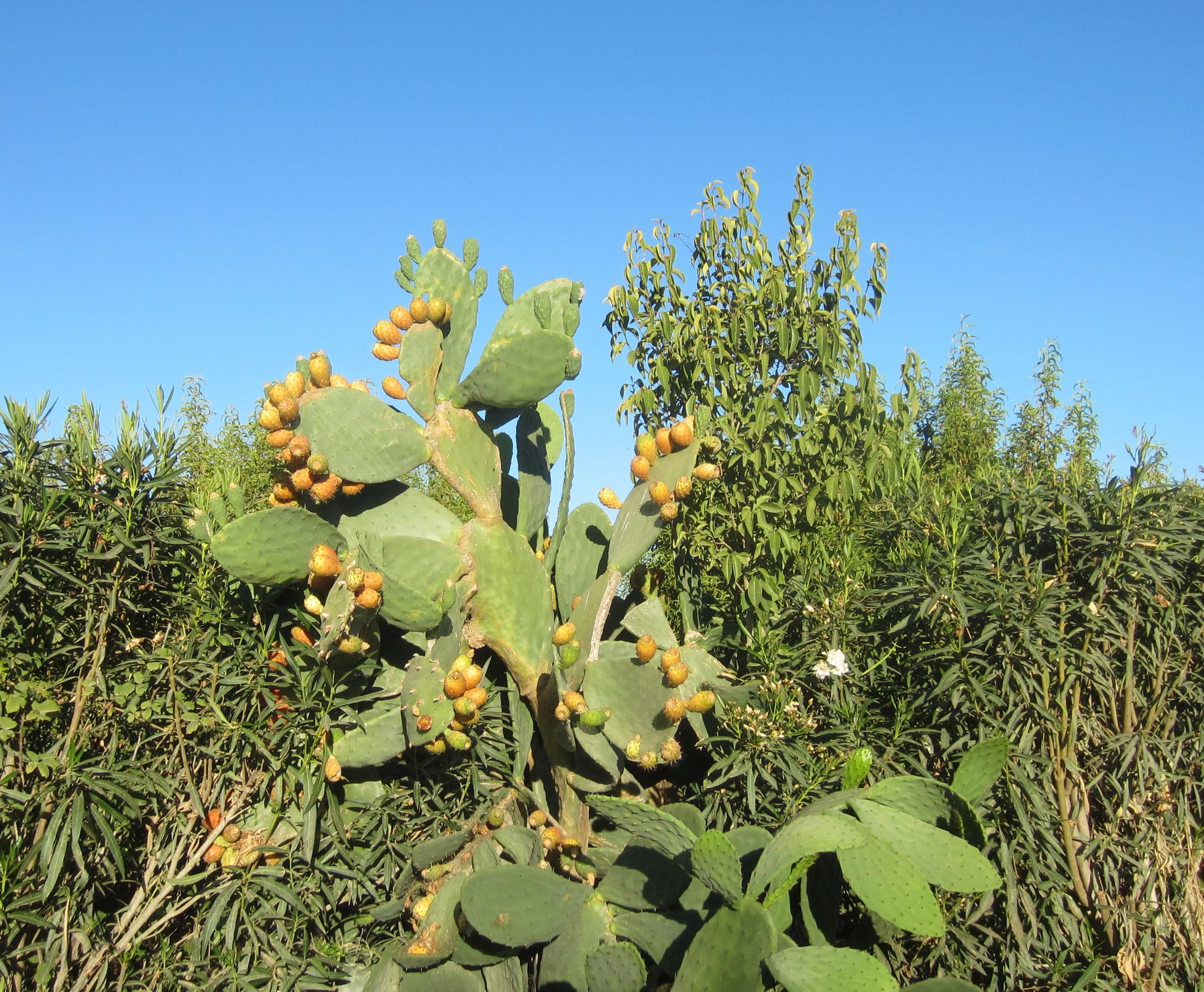 UNA FRUTA CON SABOR A VERANO, EL HIGO CHUMBO