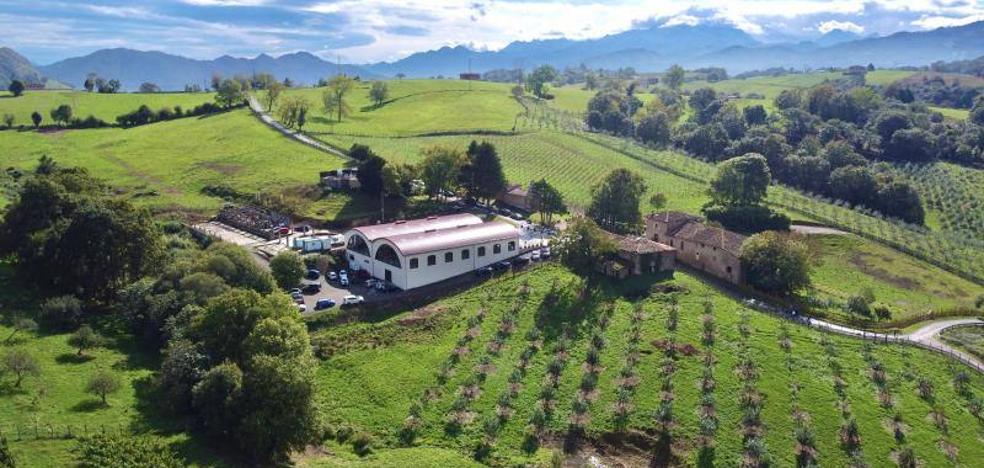 LAS BODEGAS PALACIO DE NEVARES COSECHAN SUS PRIMEROS 25.000 KILOS DE UVA EN HUEXES