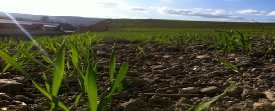 DEL CALENDARIO AGRÍCOLA. LA SEMENTERA