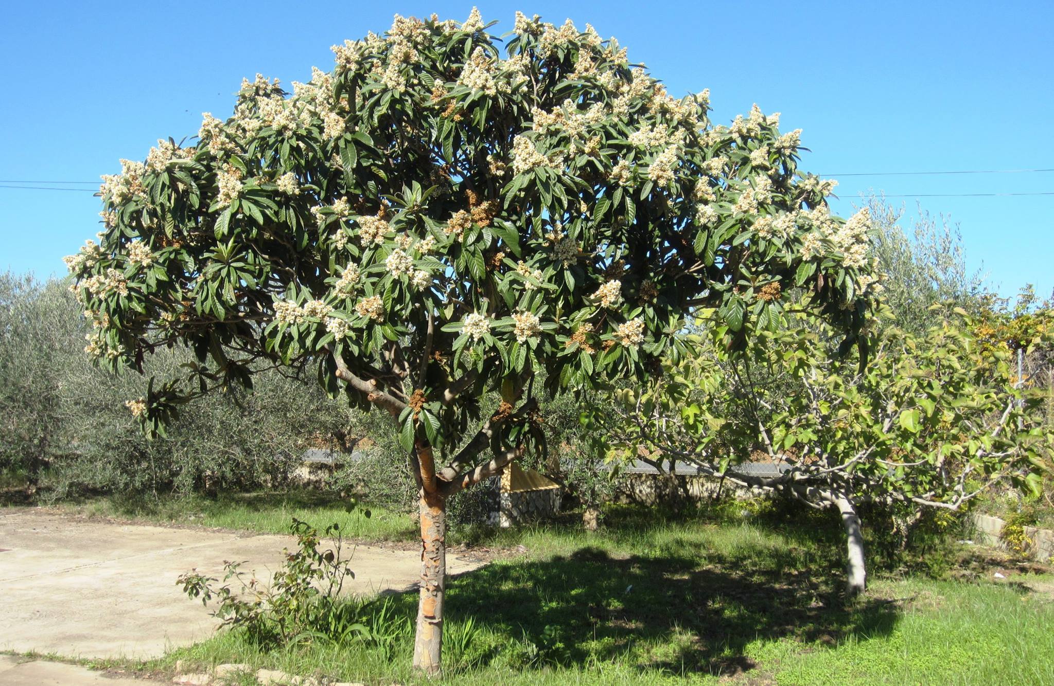 EL NÍSPERO SE HA VESTIDO DE FLORES
