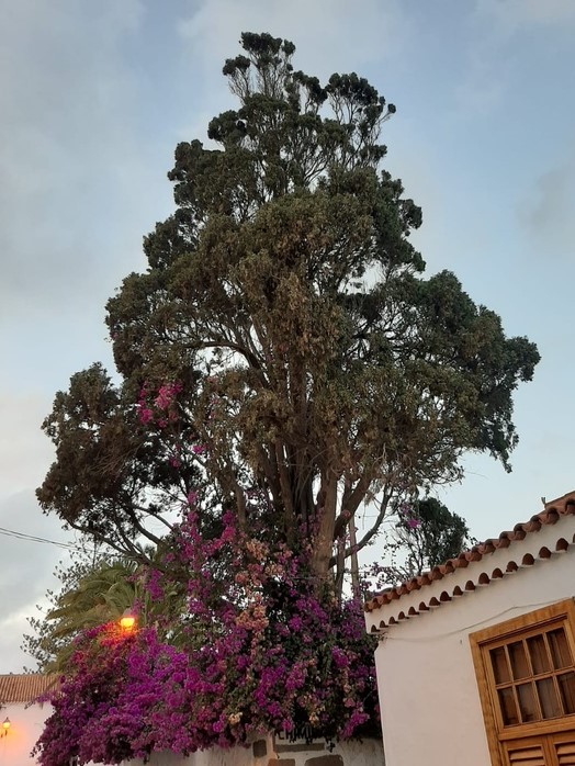 EL CIPRÉS DE SILOS Y SU HOMÓLOGO DE SAN FRANCISCO DE TELDE