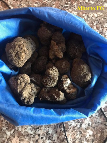 SALUDO FUENTEPIÑELANO-FUENTESAUCANO 3580