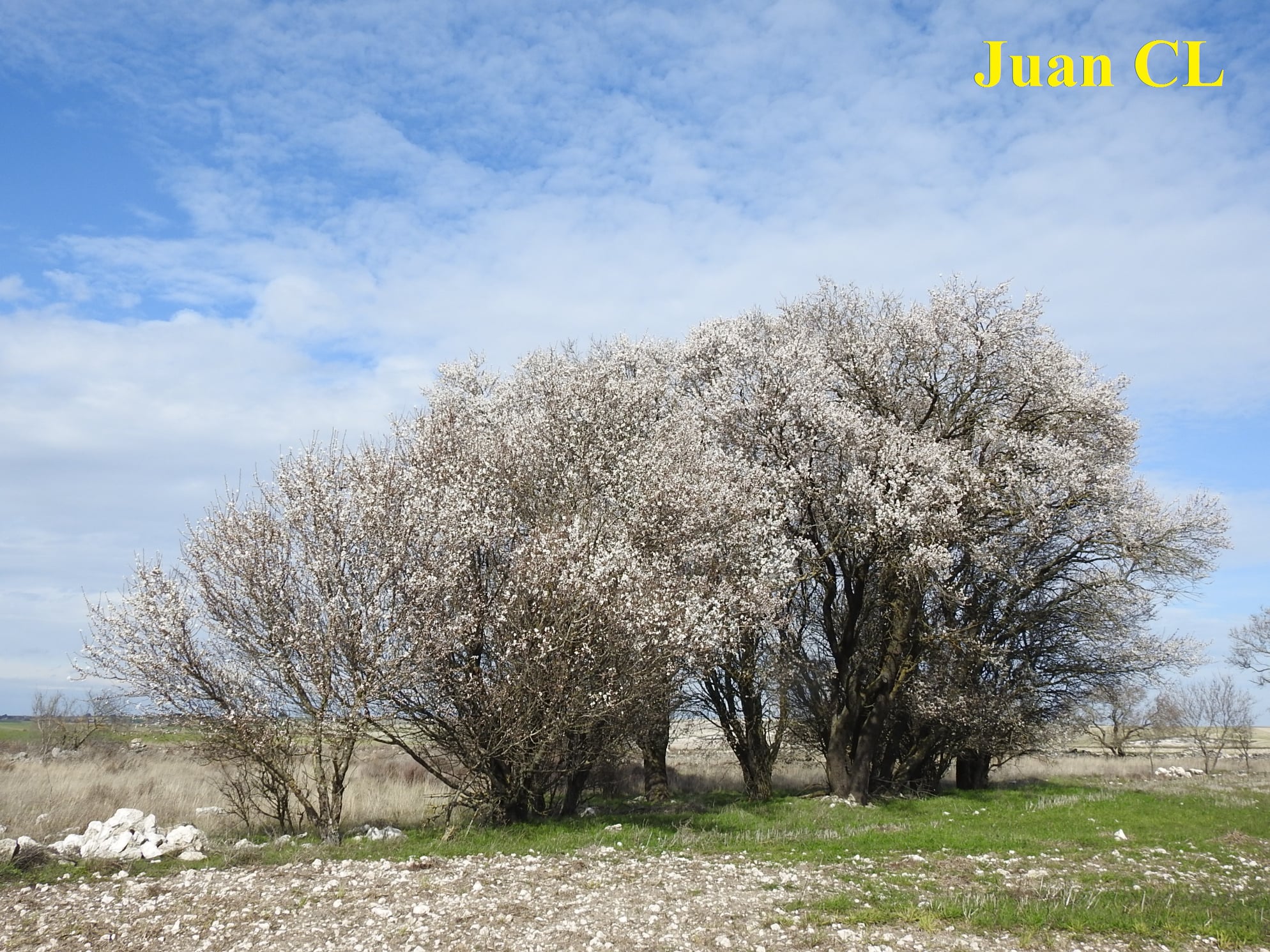 SALUDO FUENTEPIÑELANO 2603. SAN VALENTINO