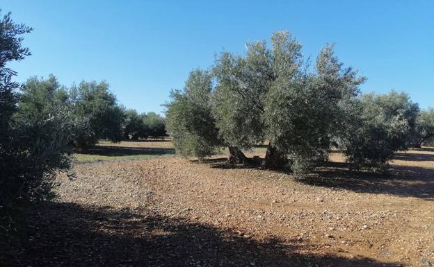 MI PAPELERA. CARBONEROS Y EL ACEITE DE LA VIDA. HOY CARBONEROS SIGUE LLEVANDO EL MEJOR ACEITE DE OLIVA AL MUNDO CONVERTIDO EN SOLIDARIDAD, CONCORDIA Y FRATERNIDAD