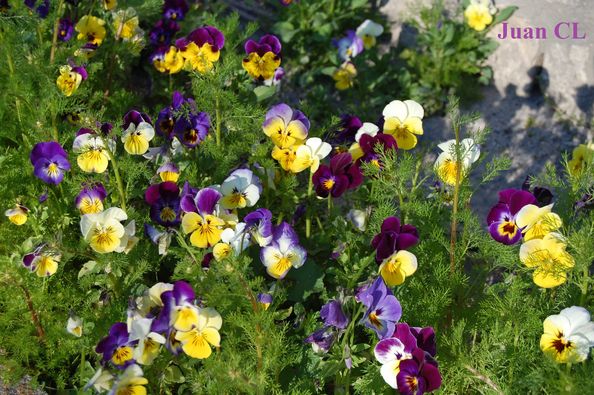 SALUDO FUENTEPIÑELANO 2623 – DIA DE LA MUJER