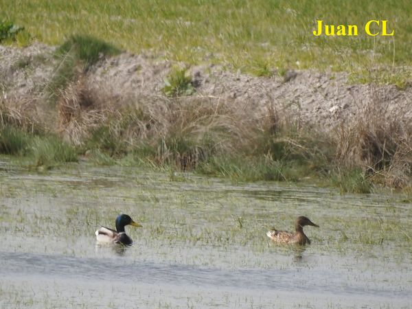 SALUDO FUENTEPIÑELANO 2626. LOS ÁNADES REALES O AZULONES