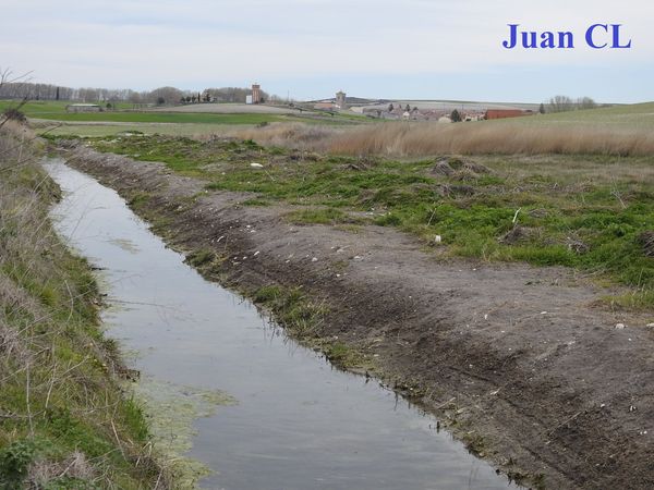 SALUDO FUENTEPIÑELANO 2648 – CERQUILLA