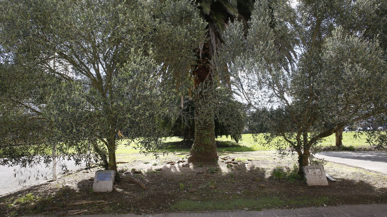 VIVEIRO RECUERDA SUS LAZOS DE AMISTAD CON ISRAEL Y EL PUEBLO JUDÍO.
