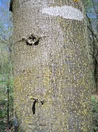 LA CORTEZA DE LOS TILOS EN EL COLMENAR