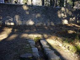 LA PENUMBRA DEL BOSQUE DECRÉPITO