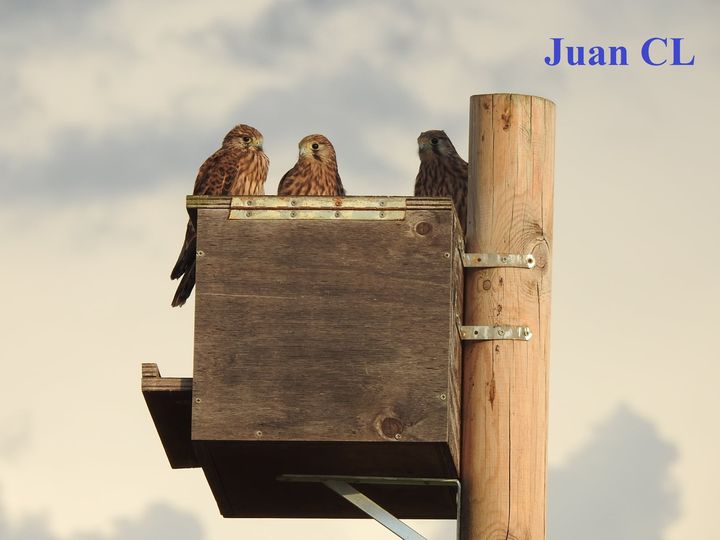 SALUDO FUENTEPIÑELANO 2755 – GREFA