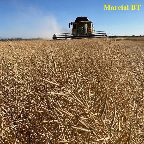 SALUDO FUENTEPIÑELANO 2763 -CULTIVO DE LA COLZA