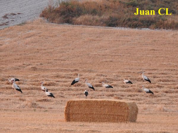 SALUDO FUENTEPIÑELANO 2767 – SANTIAGO Y LAS CIGUEÑAS
