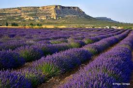 CAMPOS DE ESPLIEGO Y LAVANDA