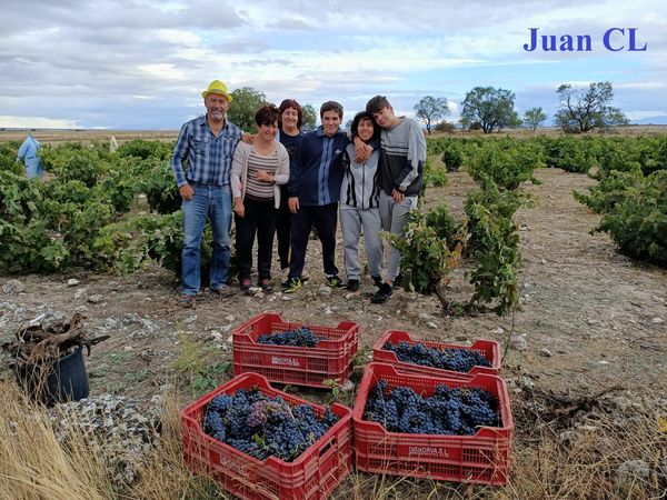 SALUDO FUENTEPIÑELANO 2838 – VENDIMIA