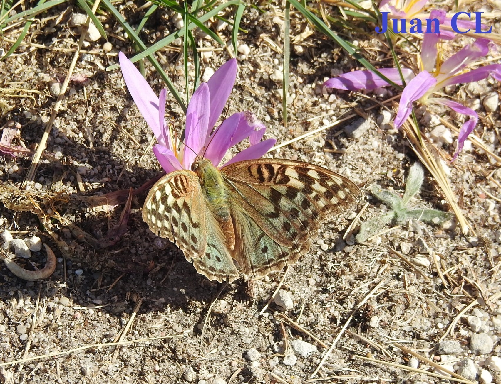 SALUDO FUENTEPIÑELANO 2846 – «COLCHICUM MONTANUM»