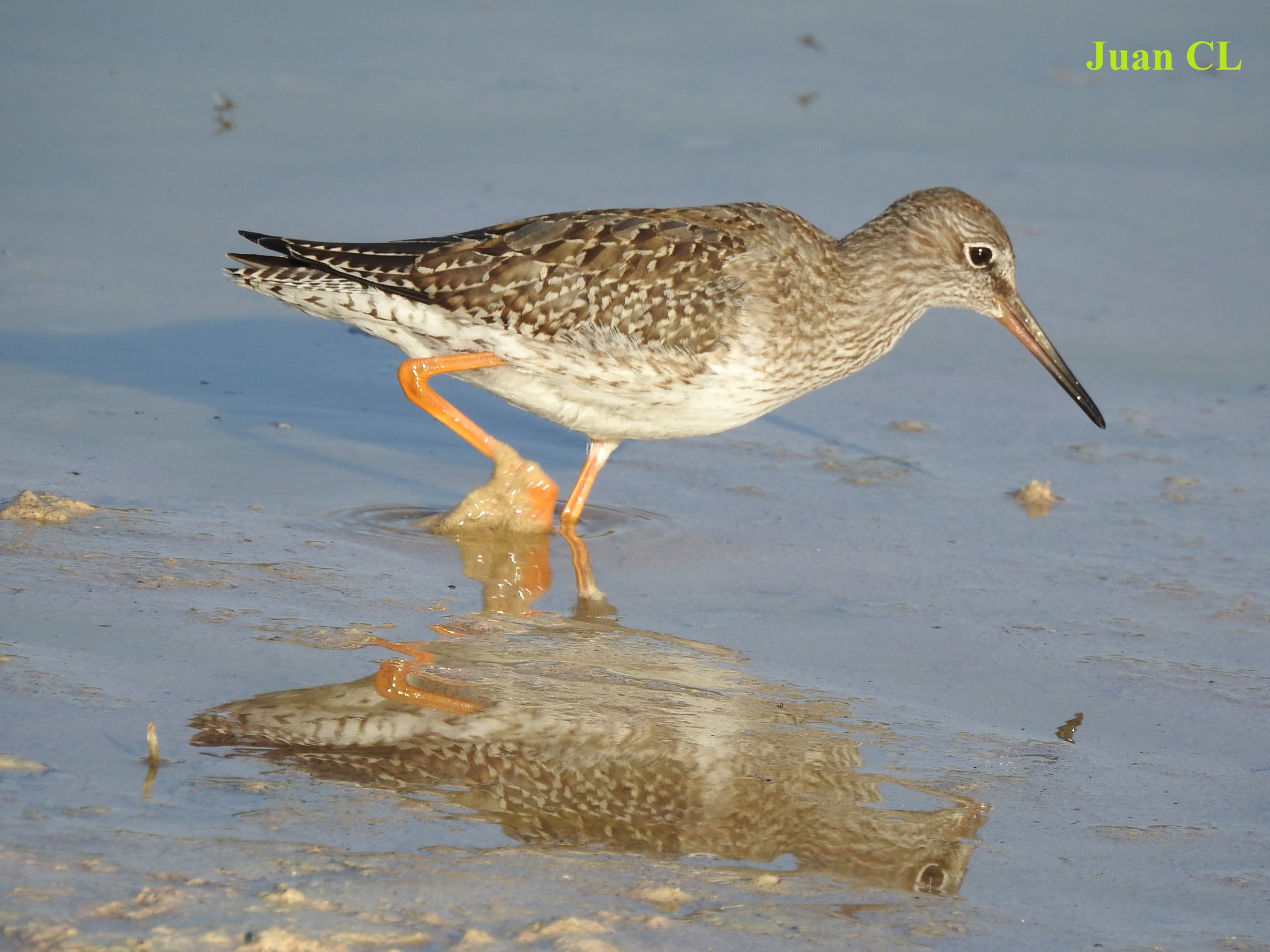 SALUDO FUENTEPIÑELANO 2849 – DÍA MUNDIAL DE LAS AVES MIGRATORIAS