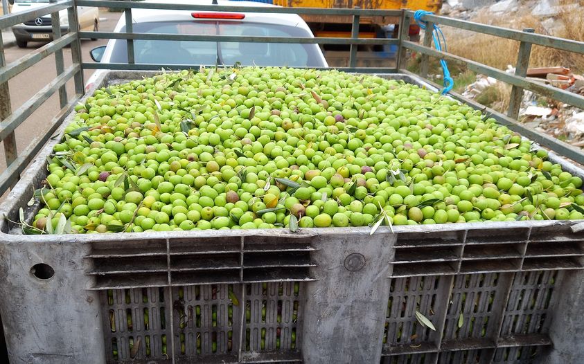 TIEMPO PARA LA ACEITUNA DE VERDEO