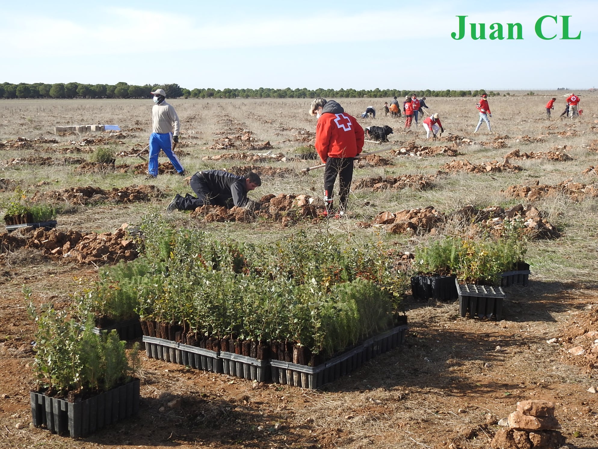 SALUDO FUENTEPIÑELANO-SEGOVIANO 2891 – PLANTACIÓN