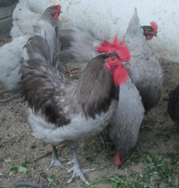 EL GALLO DEL CHOZO DE LA FUENTE DEL PASEO.