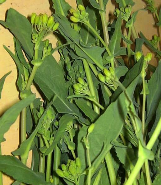 LES HISTORIES DE FIDALGO – LACÓN CON GRELOS.